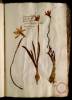  Fol. 19 

Leucoion bulbosum. Viola alba bulbosa Fuchsij. Leuconarcissilirion Lobel. Narcissus sextus Matth.